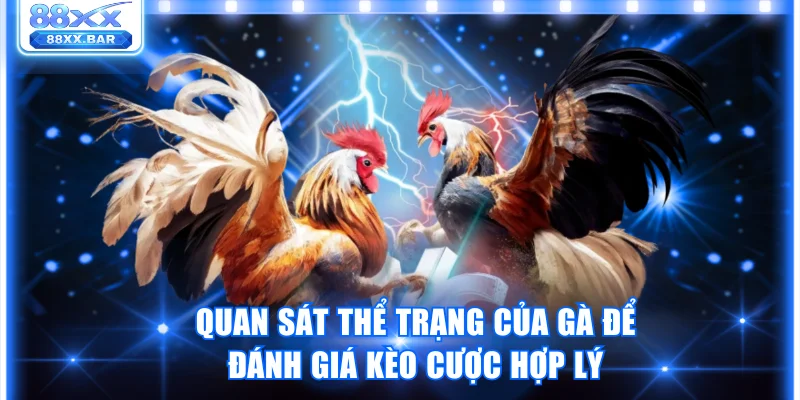 Đá Gà Cựa Sắt Và Những Quy Định Quan Trọng Trong Trận Đấu - Wixon